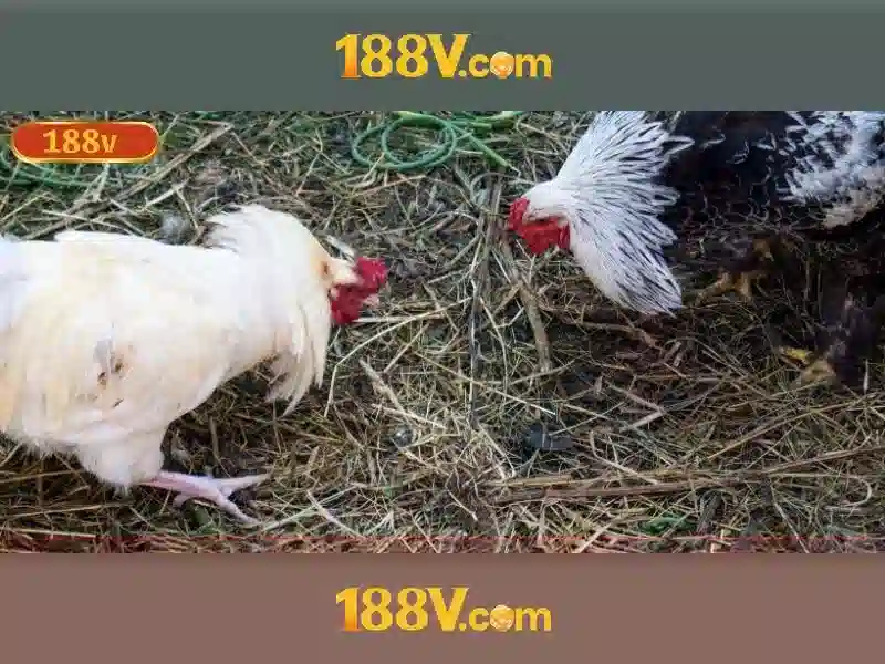 💎nhà cái uy tín topnhacai💎 💎nhà cái uy tín topnhacai💎