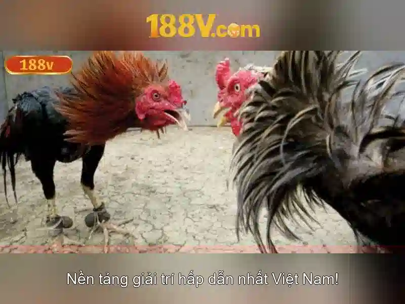 💎nhận định keo nha cái💎 💎nhận định keo nha cái💎